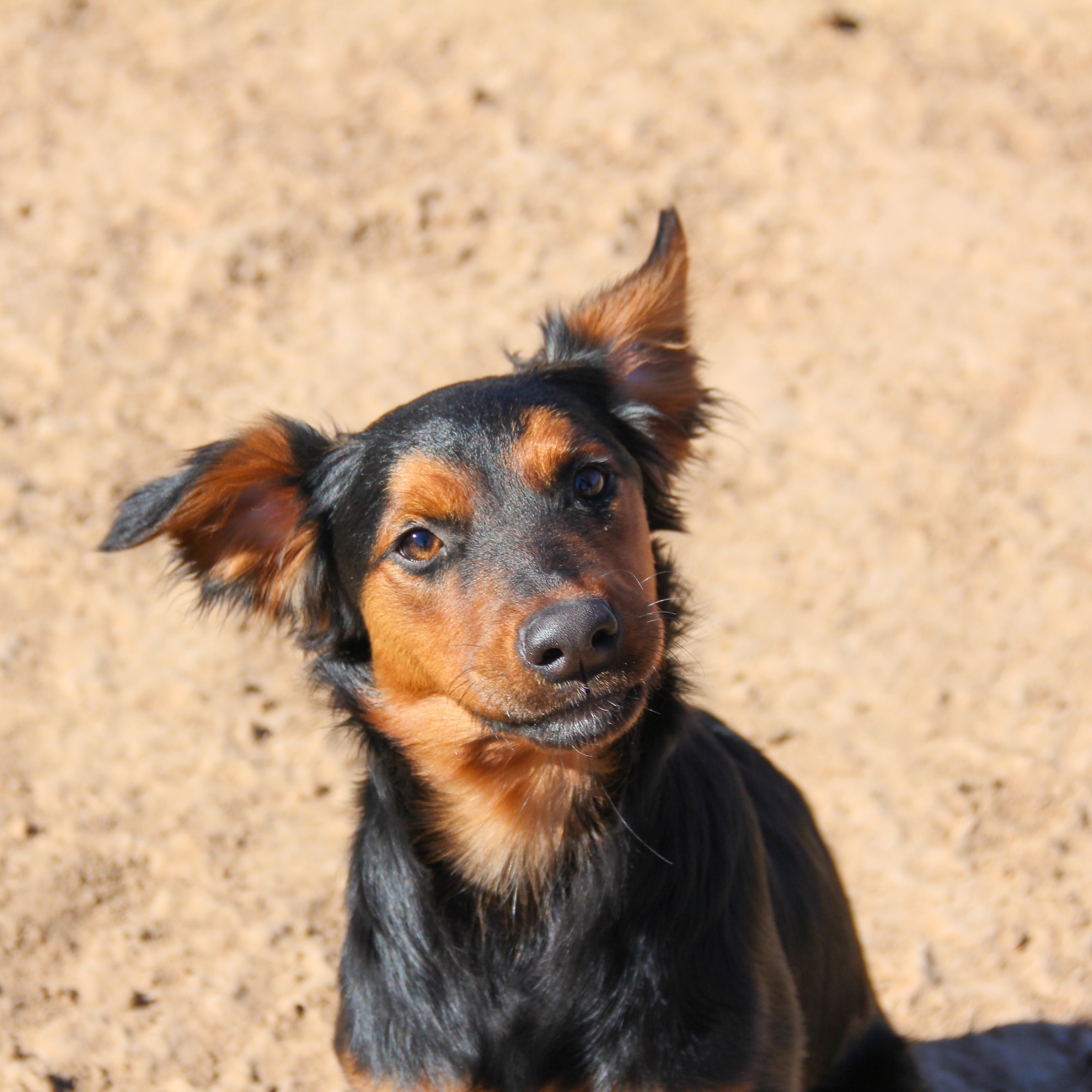Enlarge Roxy, an adopted mixed breed in Royse City, TX image 5/6