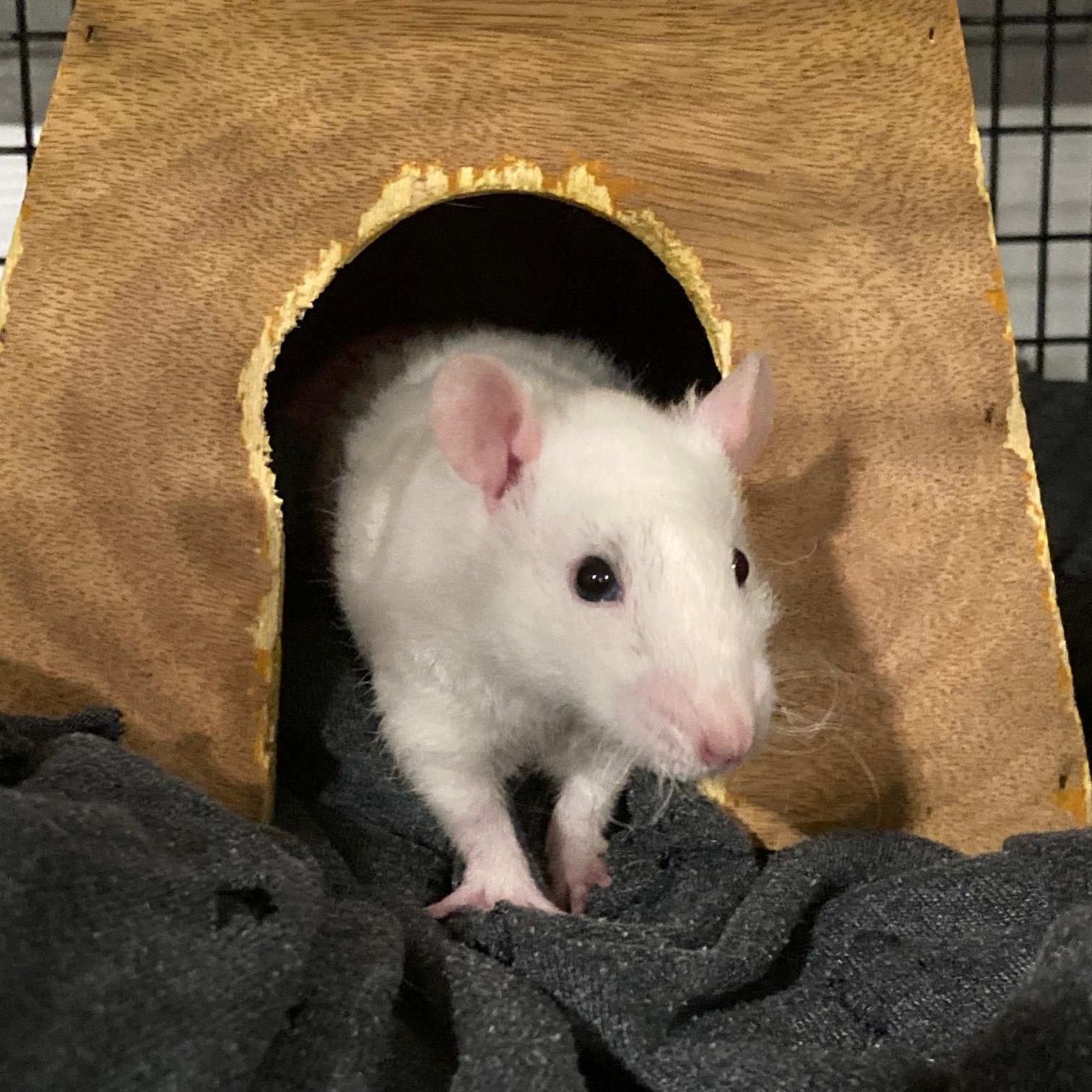 Sebastian, Celeste & Simone, adopted, Baby Female Rat.