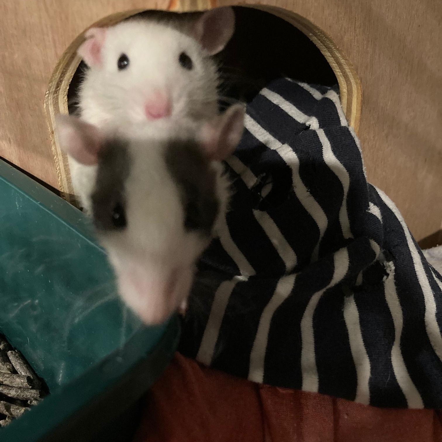 Enlarge Sebastian, Celeste & Simone, an adopted Rat in Grand Rapids, MI image 3/3