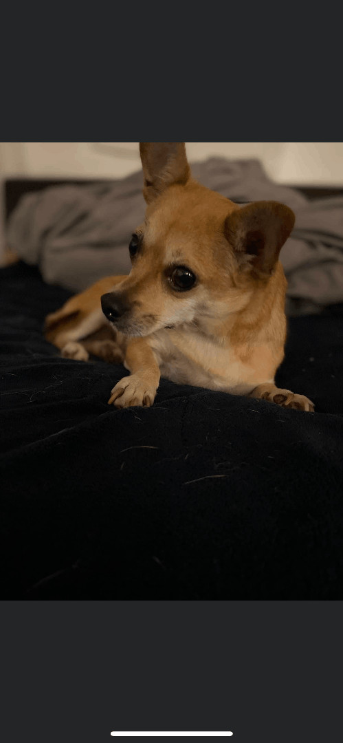 Clarice, Adopted, Adult Female Chihuahua.