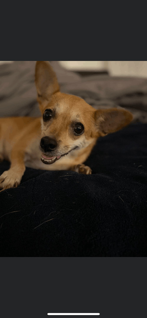 Clarice, a Adopted mixed breed in Sanford, NC image 2/4