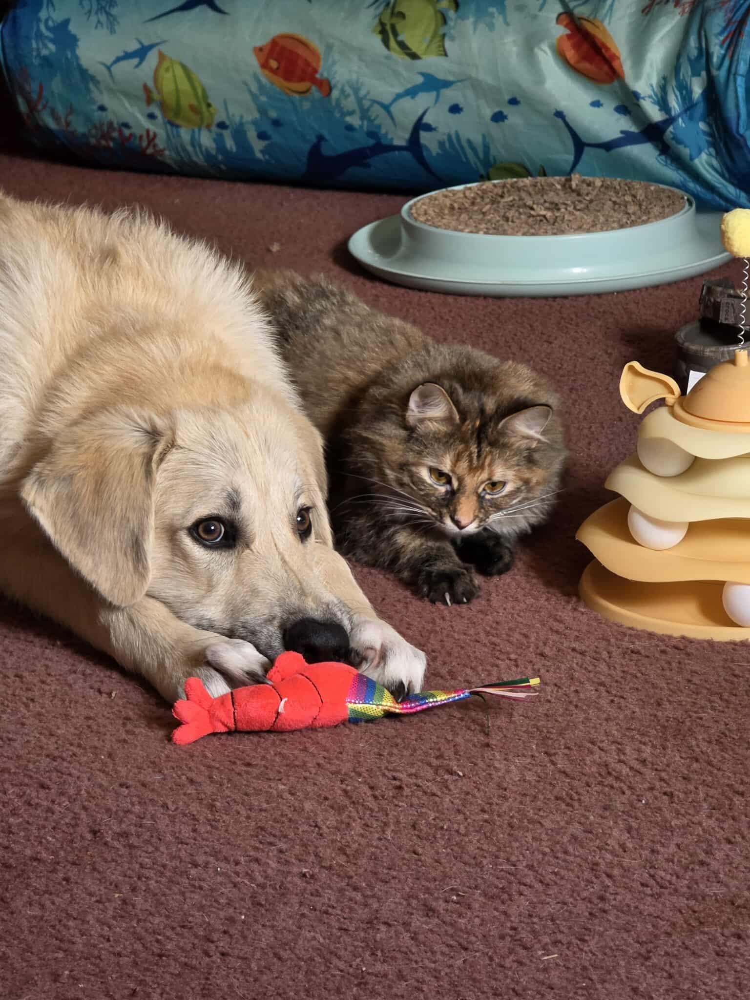 Enlarge Jake, a Adoptable mixed breed in Shinnston, WV image 3/5