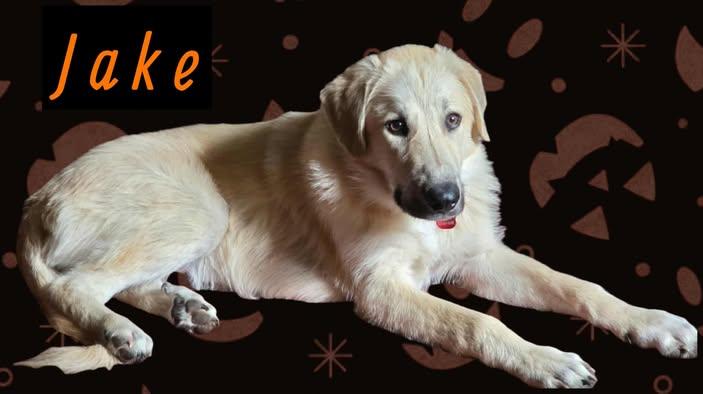 Enlarge Jake, a Adoptable mixed breed in Shinnston, WV image 4/5