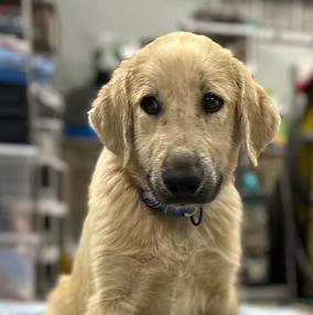 Jake, Adoptable, Young Male Anatolian Shepherd.