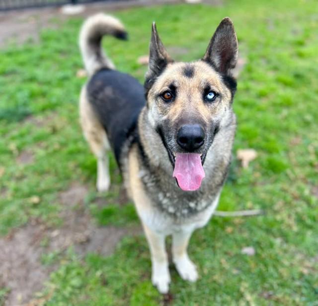 GODZILLA — thumbnail 2