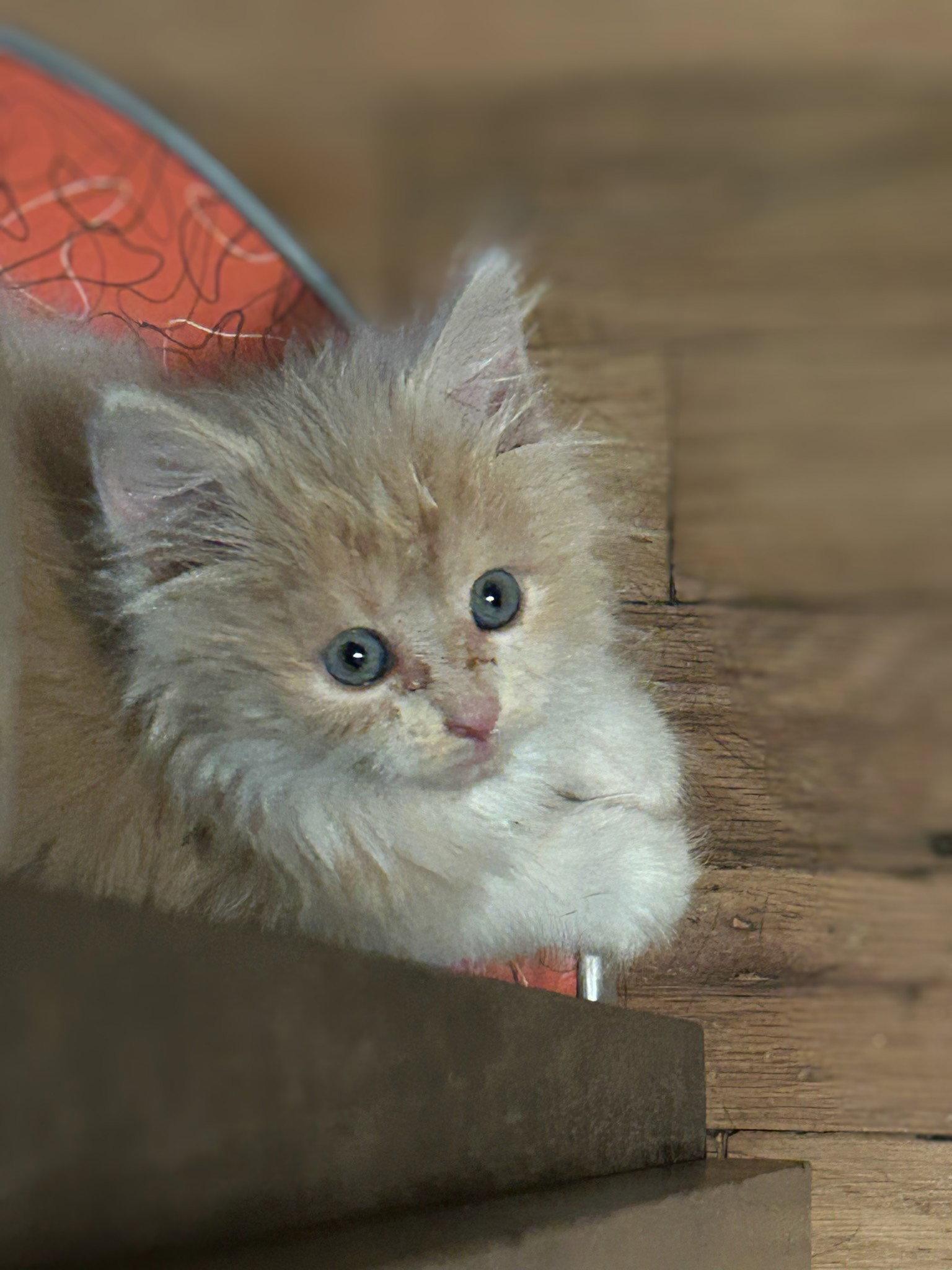 Peaches, a Adopted mixed breed in Monticello, MS image 1/3