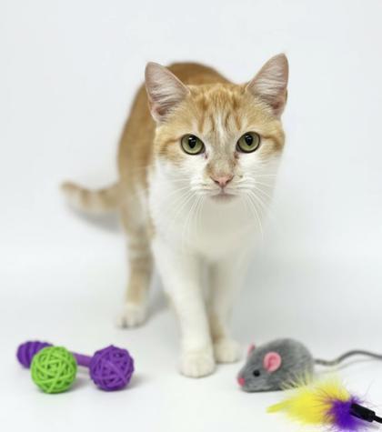 Nicky, Adoptable, Adult Female Domestic Short Hair & Domestic Short Hair.