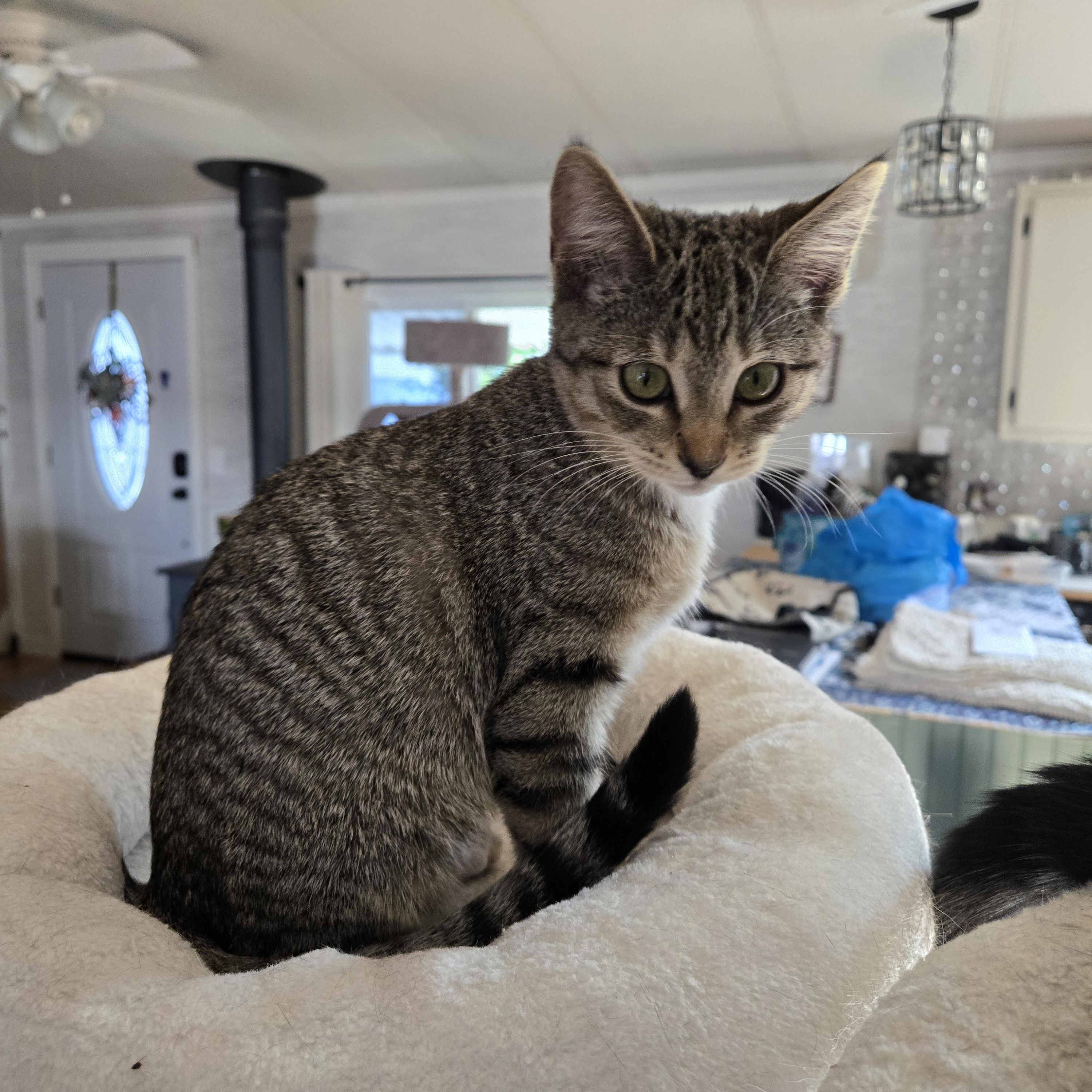 Enlarge Eli - C10760 KJ (bonded with Emory), a Adoptable American Shorthair in Burlington, WA image 1/4