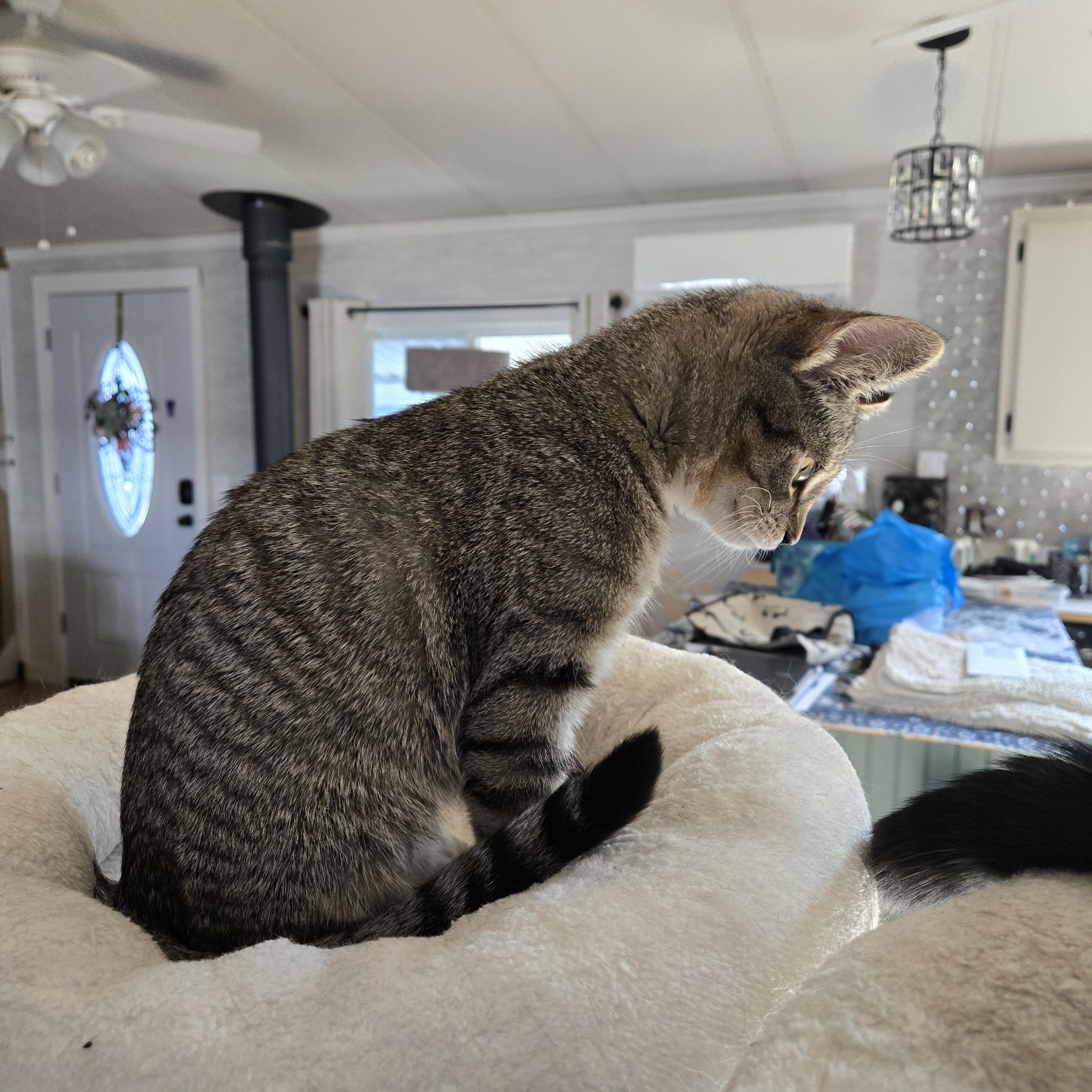 Enlarge Eli - C10760 KJ (bonded with Emory), a Adoptable American Shorthair in Burlington, WA image 4/4
