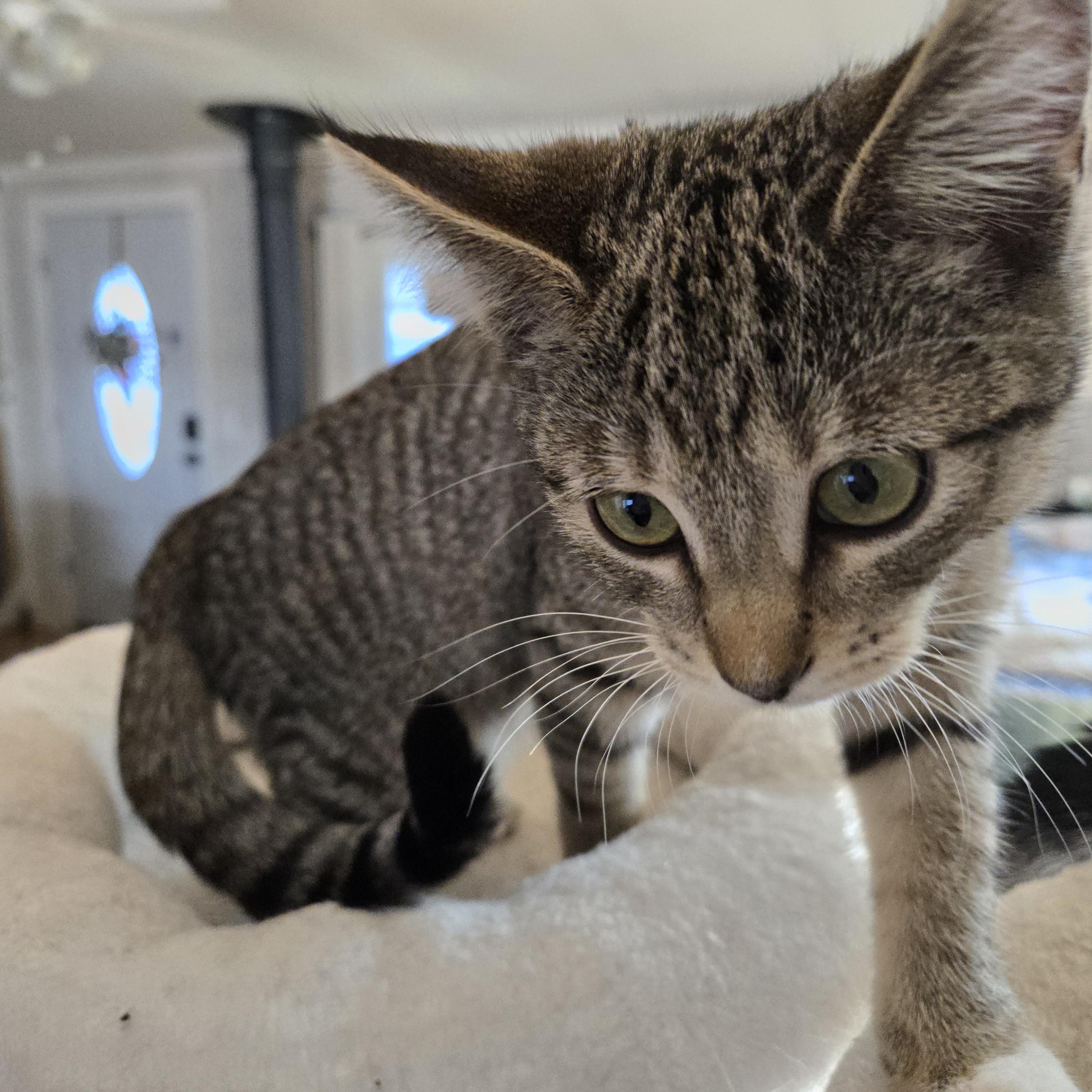 Enlarge Eli - C10760 KJ (bonded with Emory), a Adoptable American Shorthair in Burlington, WA image 2/4