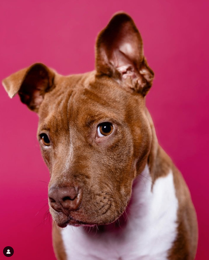Pudding, adoptable, Young Female Pit Bull Terrier.