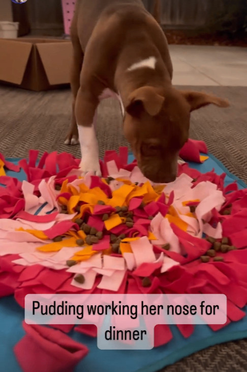 Enlarge Pudding, an adoptable mixed breed in Rocklin, CA image 2/6