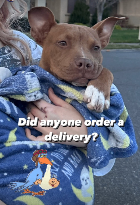 Enlarge Pudding, an adoptable mixed breed in Rocklin, CA image 3/6