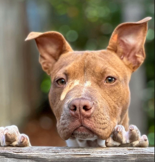 Enlarge Pudding, an adoptable mixed breed in Rocklin, CA image 4/6