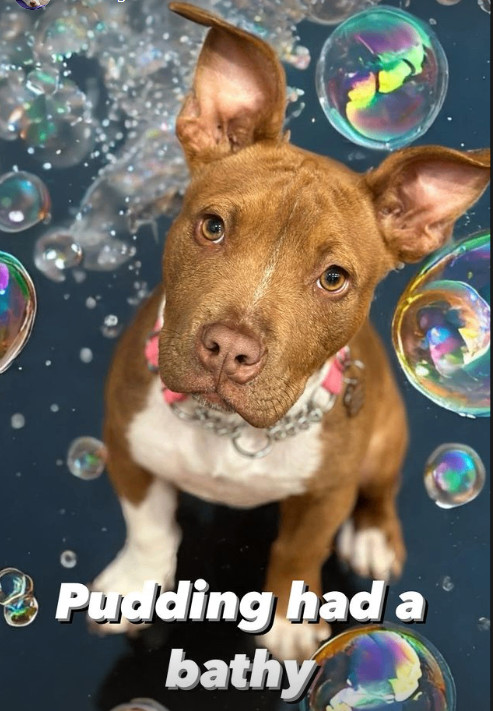 Enlarge Pudding, an adoptable mixed breed in Rocklin, CA image 5/6