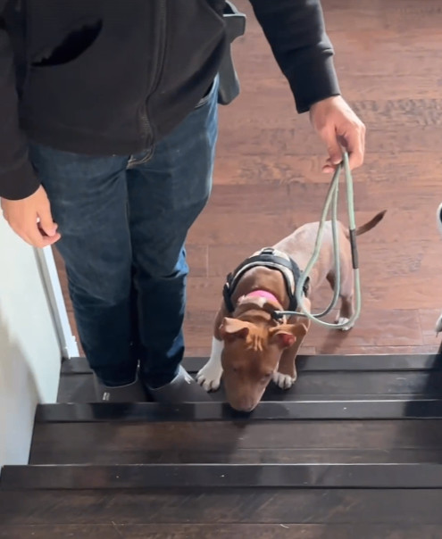 Enlarge Pudding, an adoptable mixed breed in Rocklin, CA image 6/6