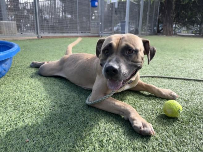 CECILIA, Adoptable, Young Female Mixed Breed.