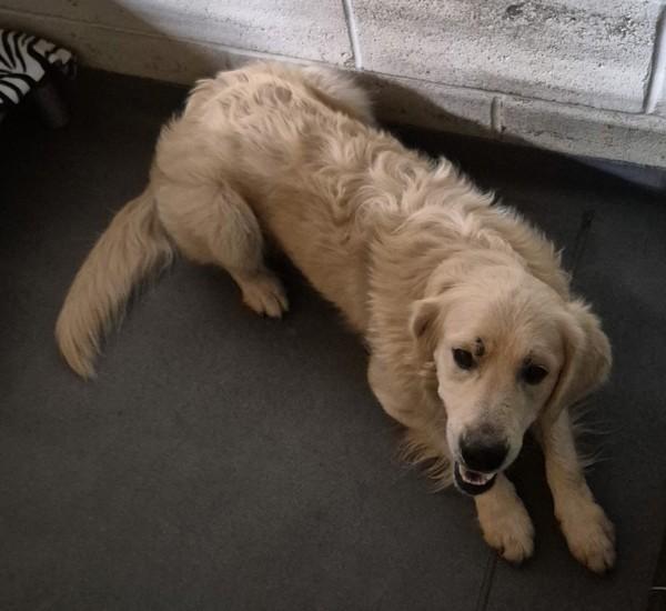 26-10-2973a Cider, Adoptable, Adult Male Golden Retriever.