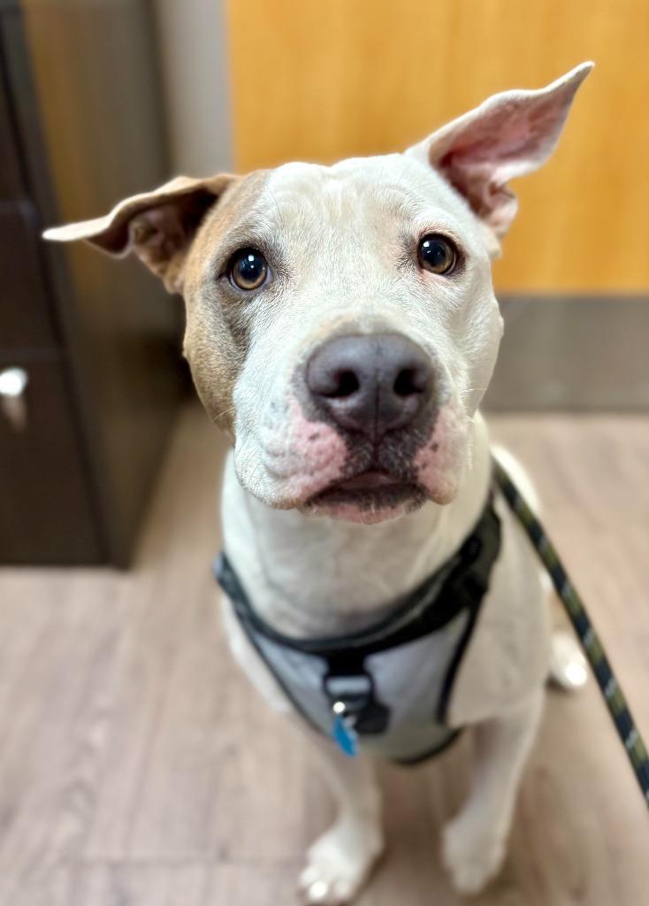 Reina, Adoptable, Young Female Pit Bull Terrier.