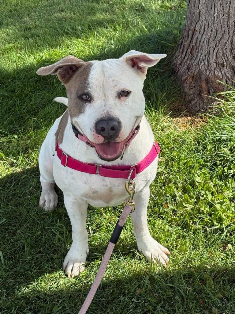 Enlarge Reina, a Adoptable Pit Bull Terrier in Gillette, WY image 2/2