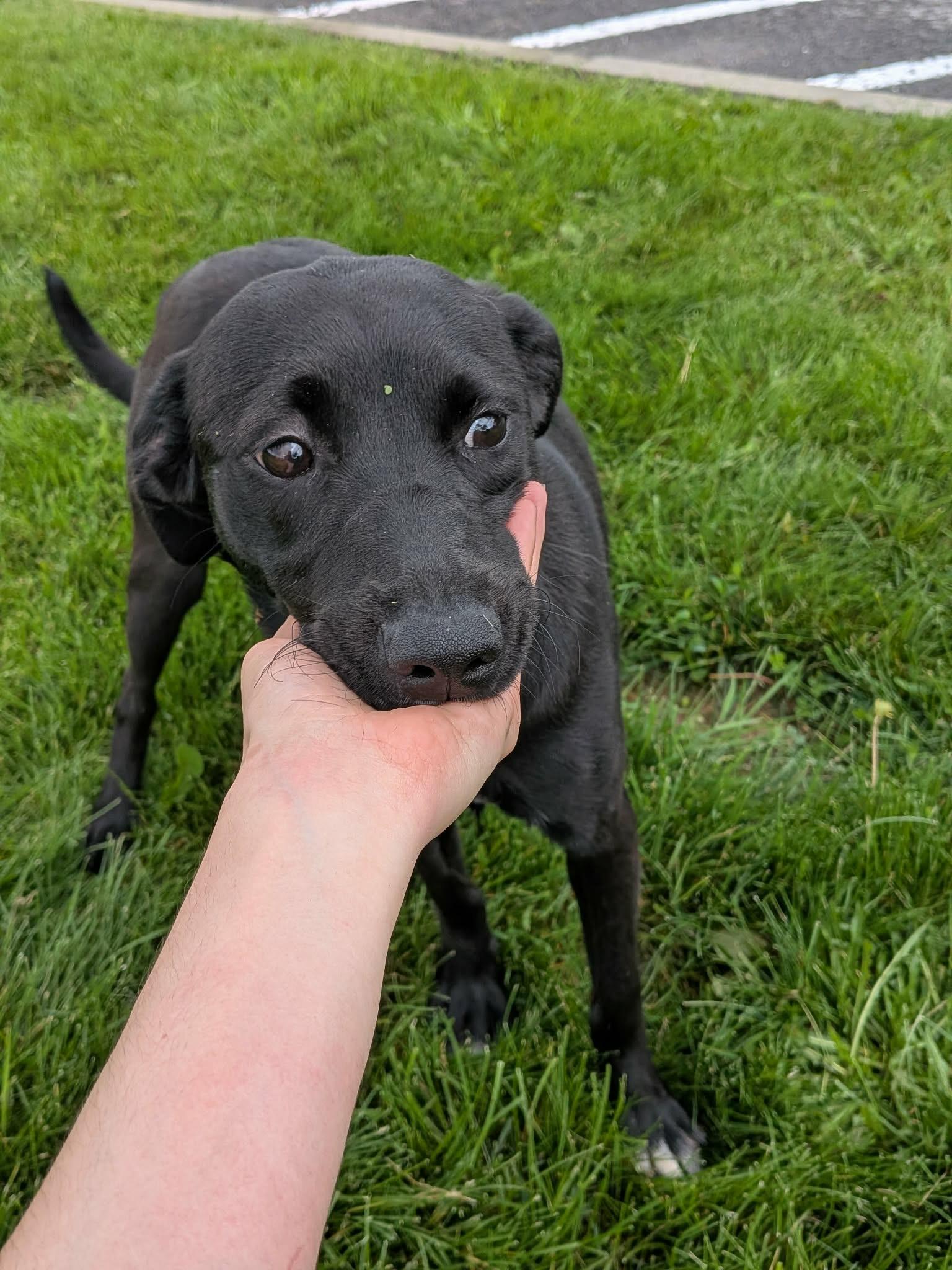 Enlarge Michelle, a Adopted Black Labrador Retriever in Vaudreuil-Dorion, QC image 2/2