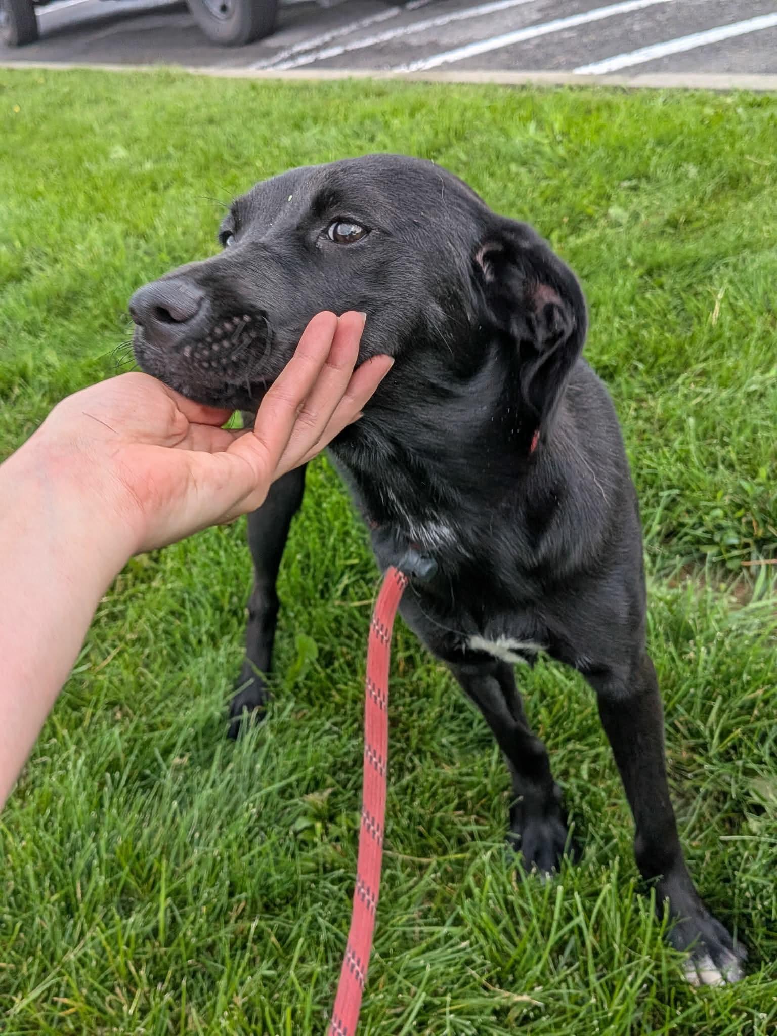 Michelle, Adopted, Puppy Female Black Labrador Retriever.