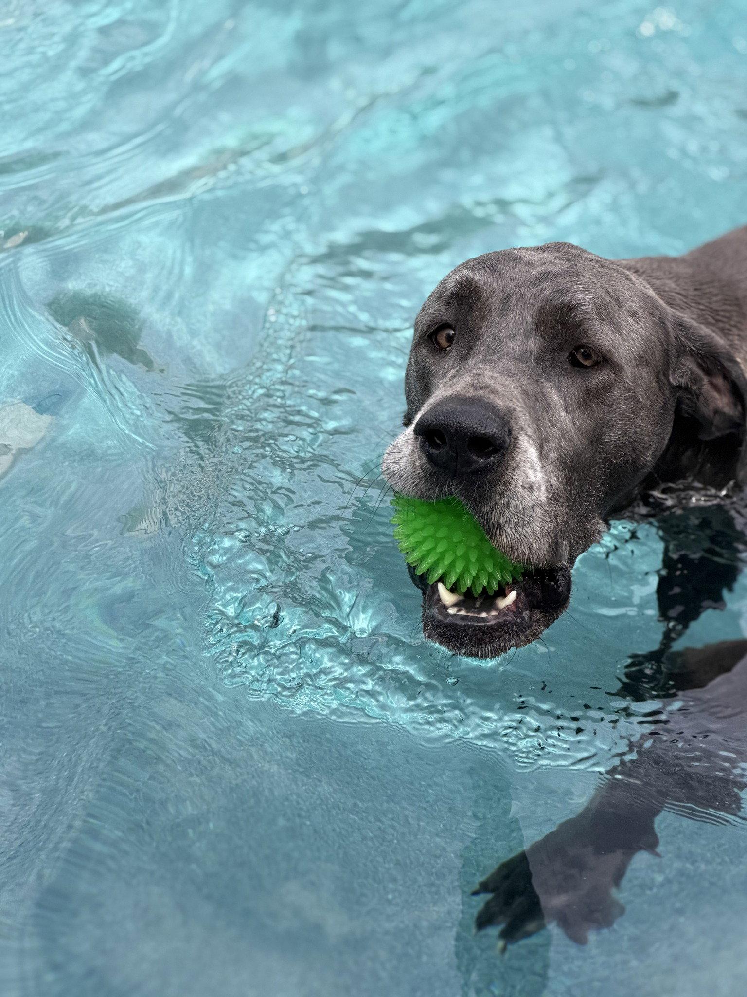 Enlarge Luna - adopted, a Adopted Great Dane in Glendale, AZ image 1/3