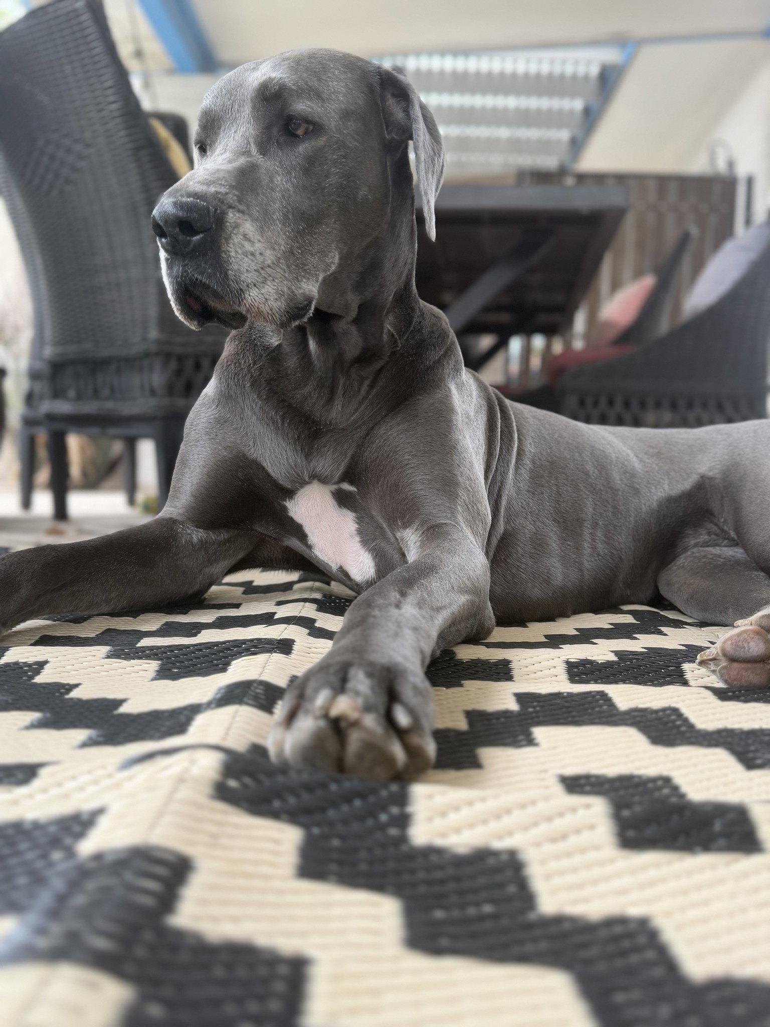 Enlarge Luna - adopted, a Adopted Great Dane in Glendale, AZ image 2/3