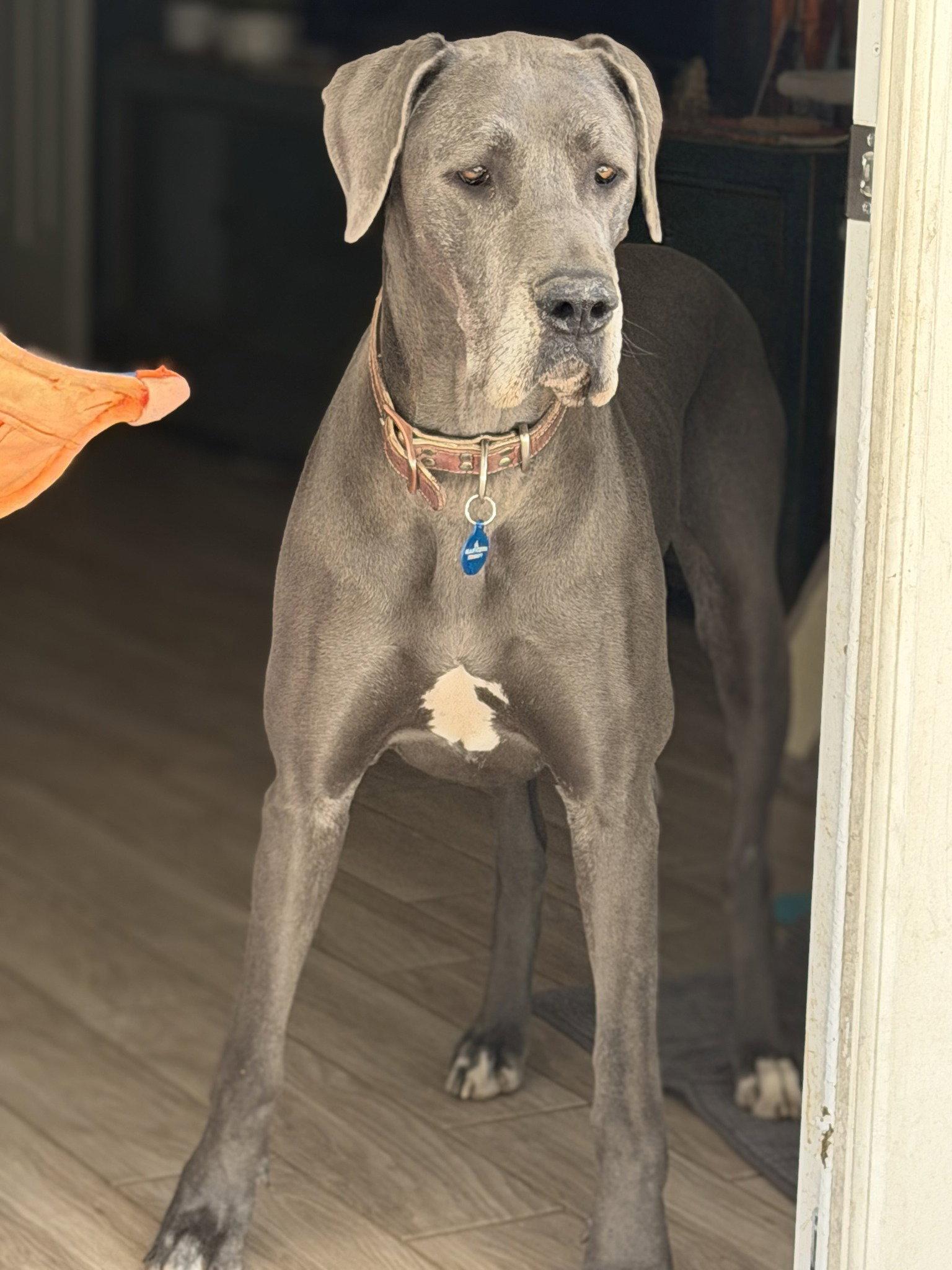 Enlarge Luna - adopted, a Adopted Great Dane in Glendale, AZ image 3/3