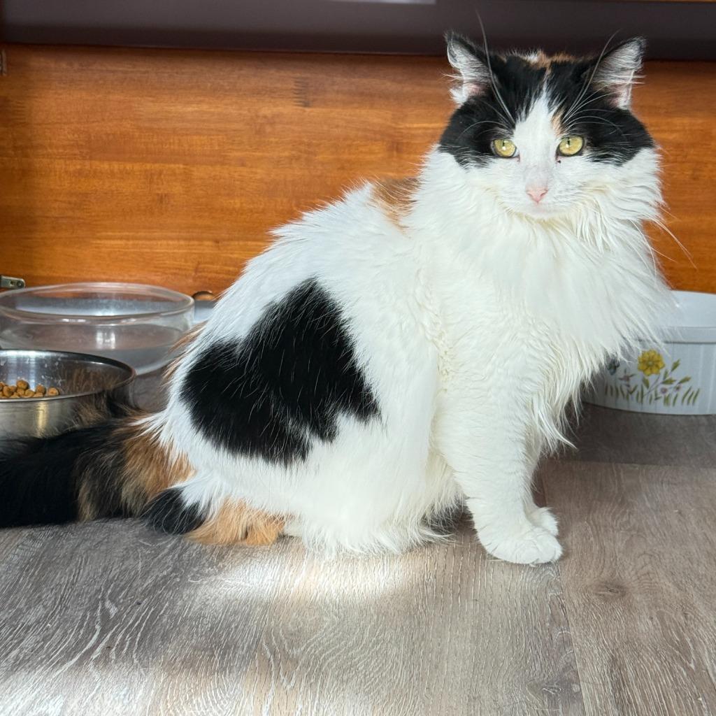 Enlarge Daisy, a Adoptable mixed breed in Washington, NC image 1/3