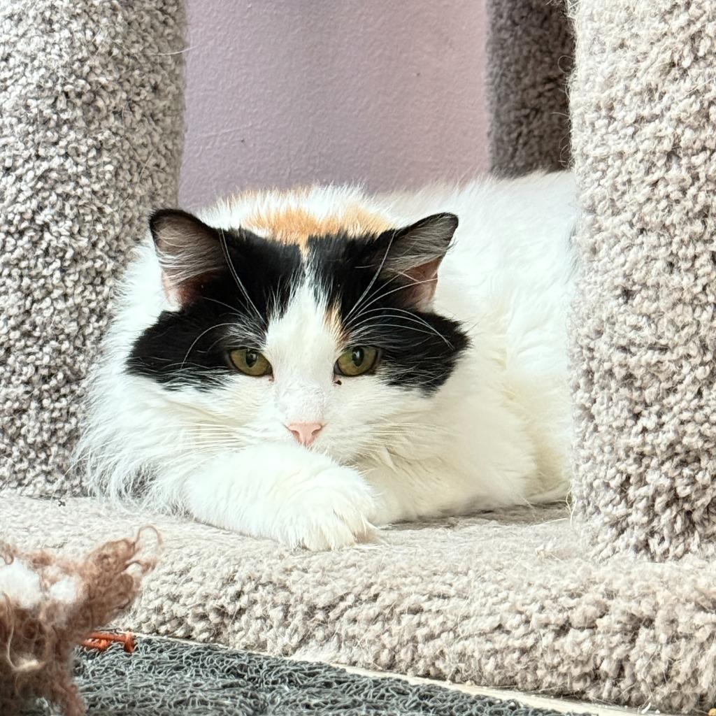 Enlarge Daisy, a Adoptable mixed breed in Washington, NC image 2/3