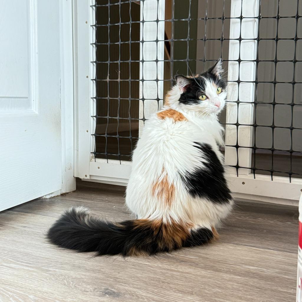 Enlarge Daisy, a Adoptable mixed breed in Washington, NC image 3/3