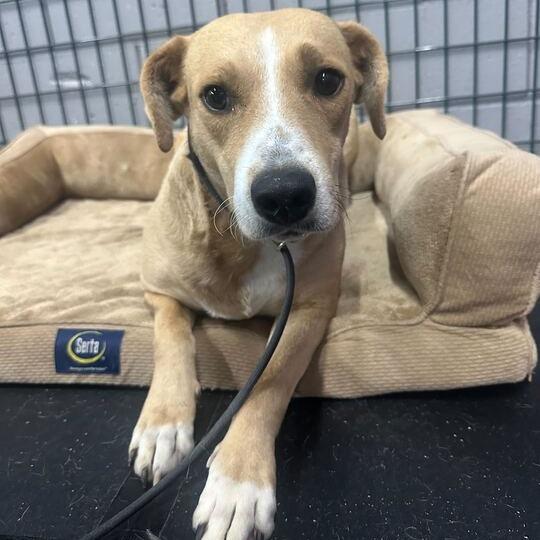 Peach, Adoptable, Adult Female Pit Bull Terrier & Mixed Breed.