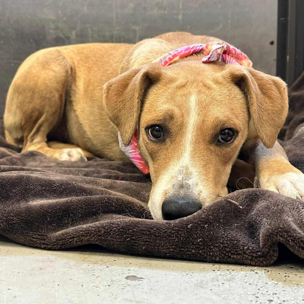 Peach (fka Cuttlefish), a Adoptable mixed breed in Turlock, CA image 1/6