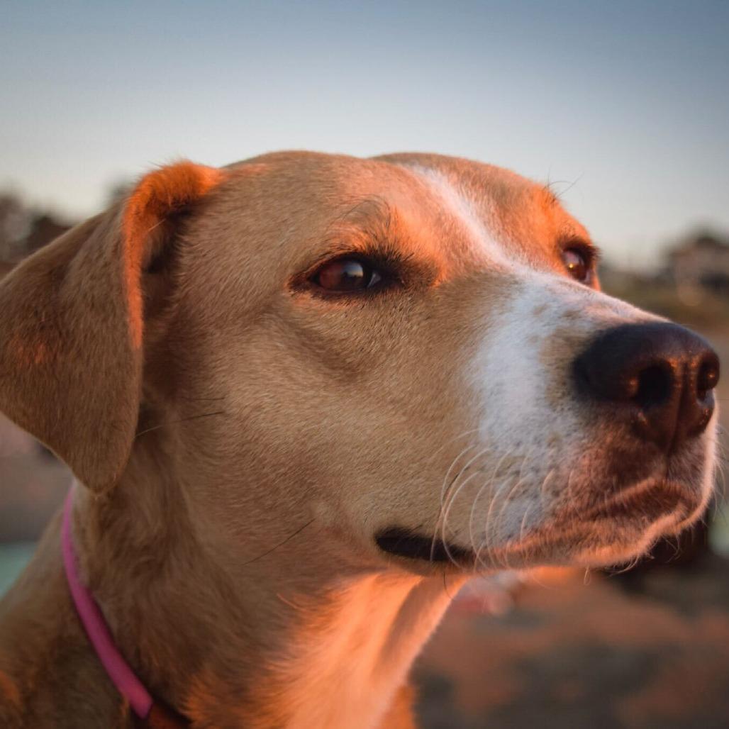Enlarge Peach, a Adoptable mixed breed in Turlock, CA image 2/6
