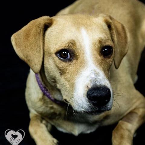 Peach (fka Cuttlefish), a Adoptable mixed breed in Turlock, CA image 2/6