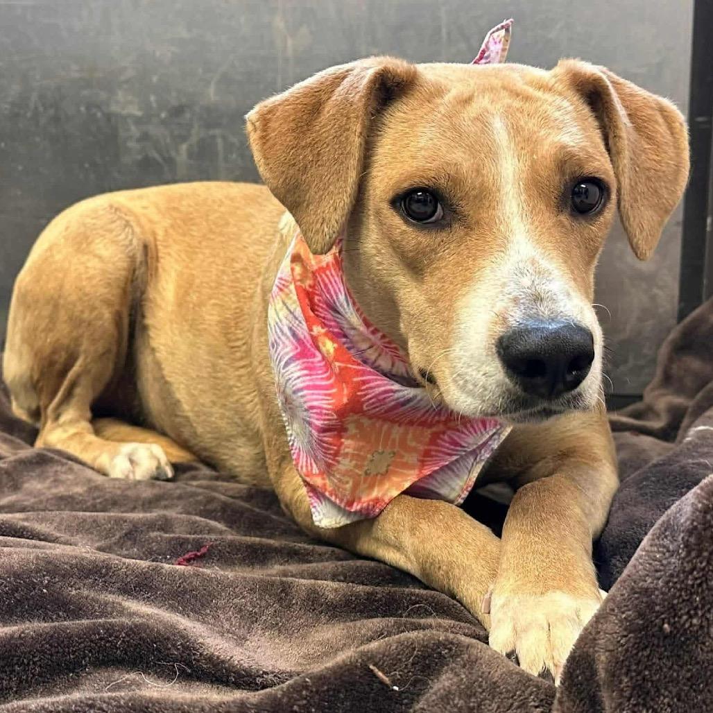 Peach (fka Cuttlefish), a Adoptable mixed breed in Turlock, CA image 3/6