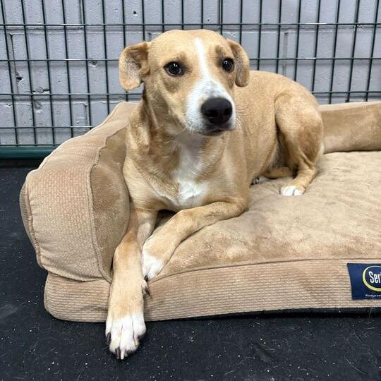 Peach (fka Cuttlefish), a Adoptable mixed breed in Turlock, CA image 4/6