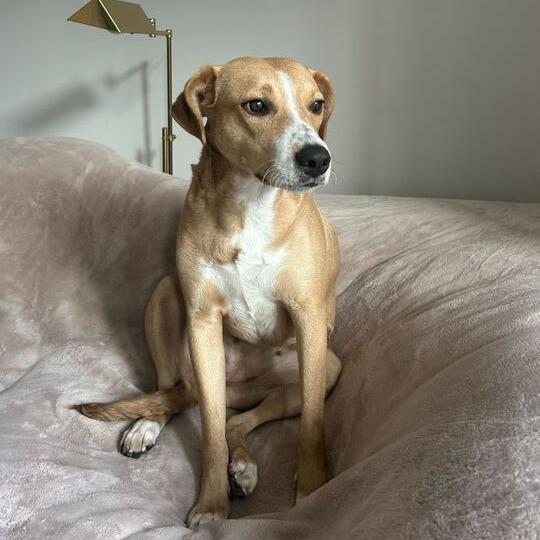 Enlarge Peach, a Adoptable mixed breed in Turlock, CA image 5/6