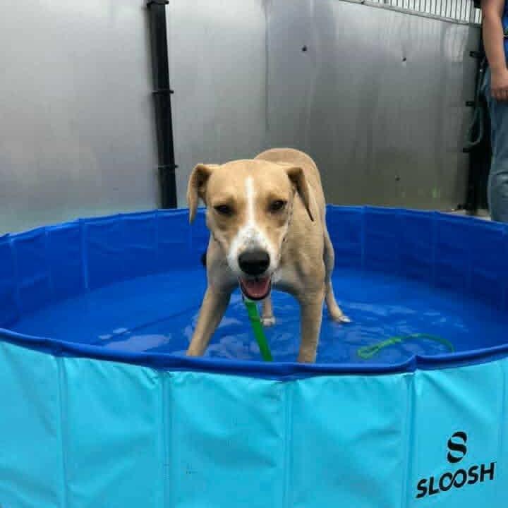 Peach (fka Cuttlefish), a Adoptable mixed breed in Turlock, CA image 5/6