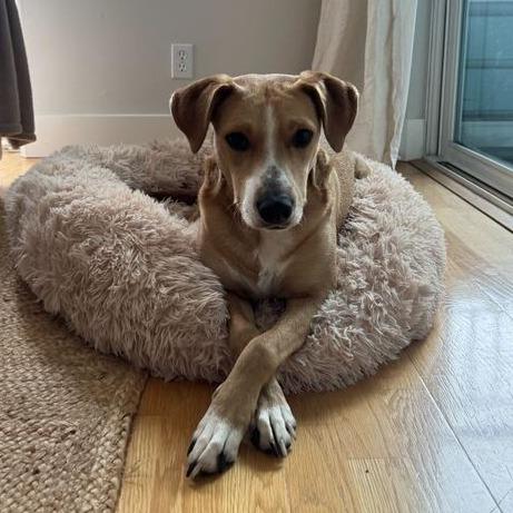 Peach (fka Cuttlefish), a Adoptable mixed breed in Turlock, CA image 6/6