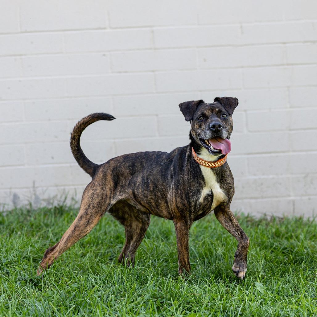 Enlarge Kiki, a Adoptable Mixed Breed in Council Bluffs, IA image 1/6