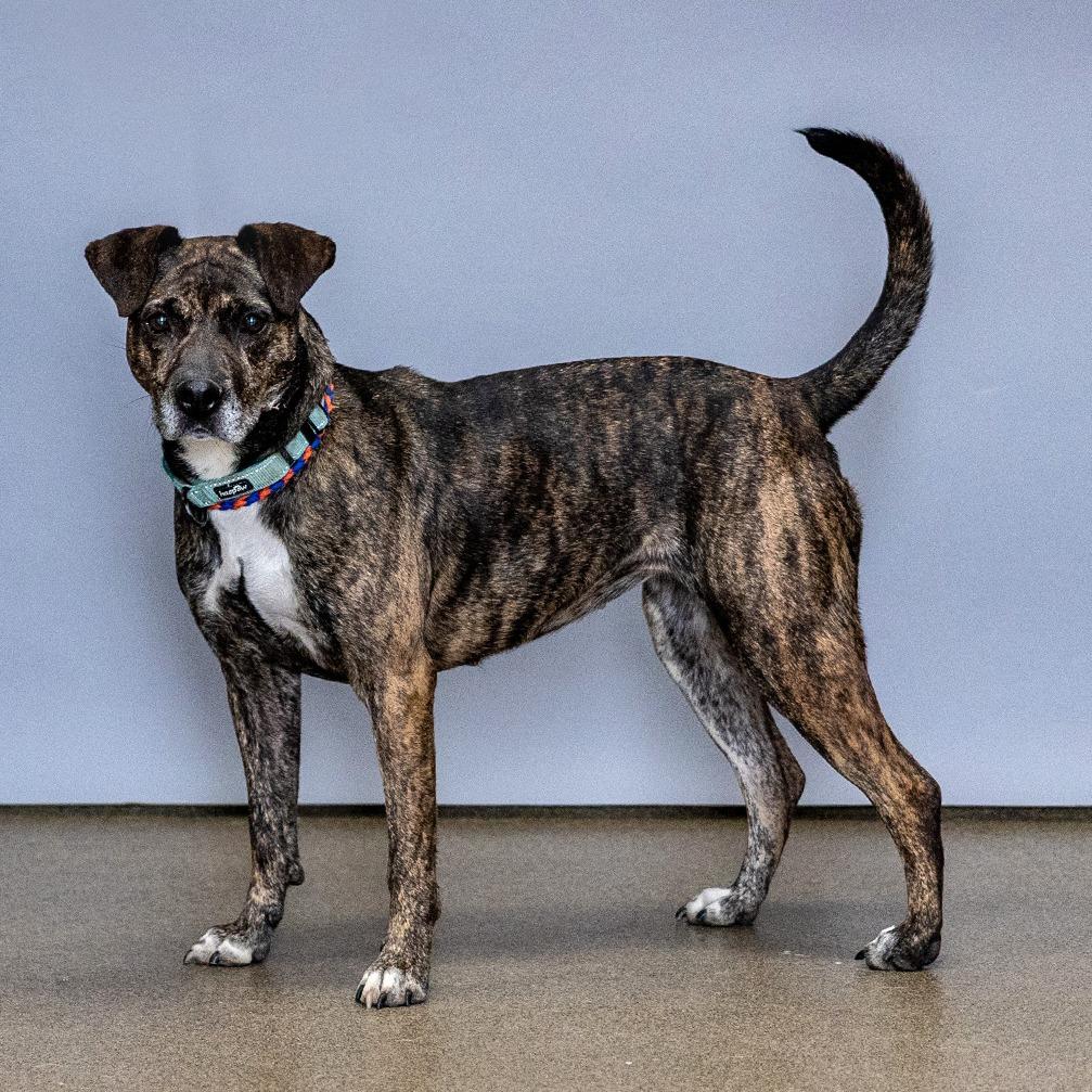 Enlarge Kiki, a Adoptable Mixed Breed in Council Bluffs, IA image 3/6