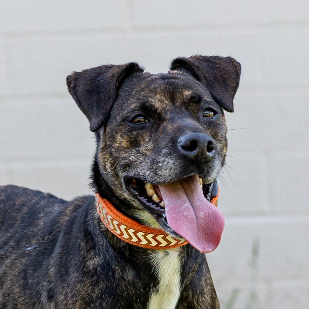 Enlarge Kiki, a Adoptable Mixed Breed in Council Bluffs, IA image 5/6