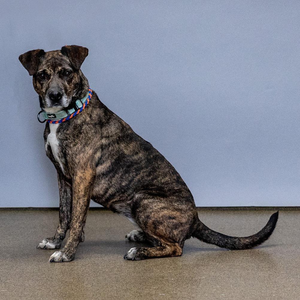 Enlarge Kiki, a Adoptable Mixed Breed in Council Bluffs, IA image 6/6