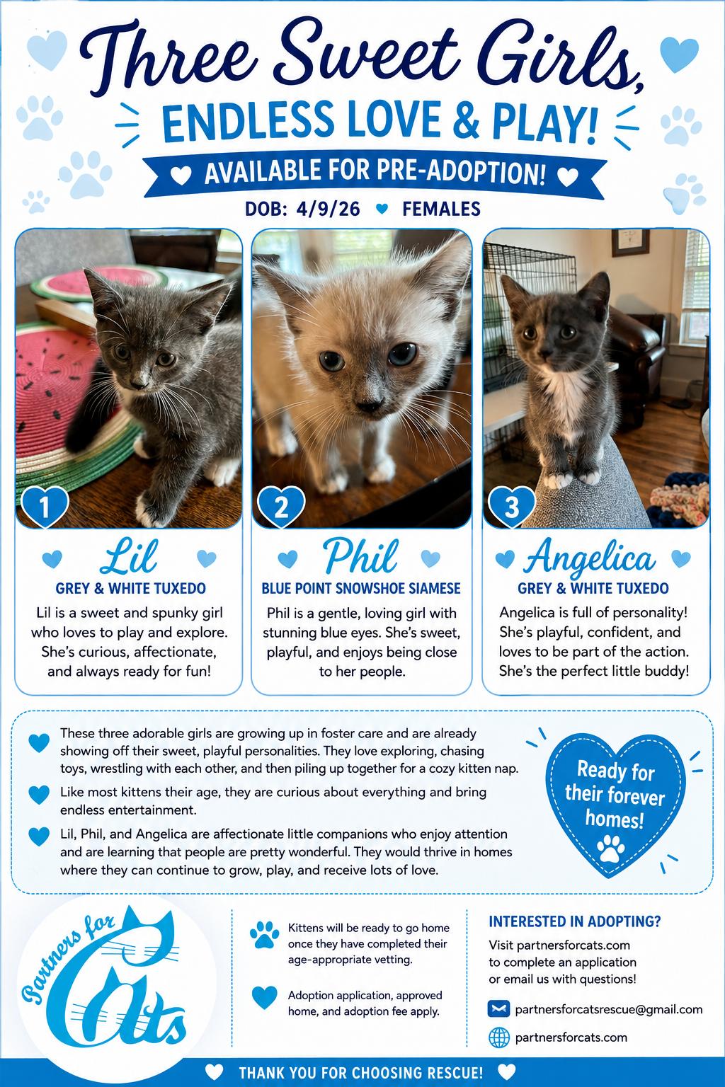 Angelica, Adoptable, Kitten Female Domestic Short Hair & Tuxedo.
