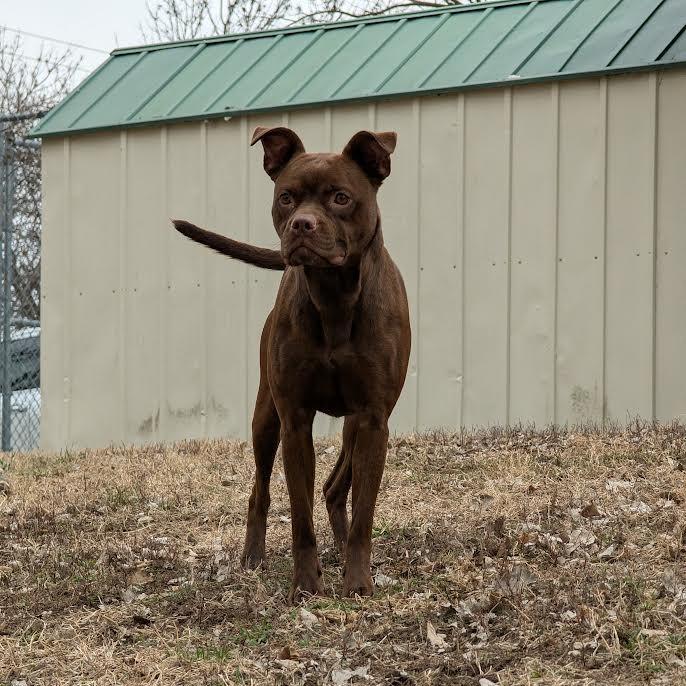 Mocha, Adoptable, Young Female Boxer & Pit Bull Terrier.