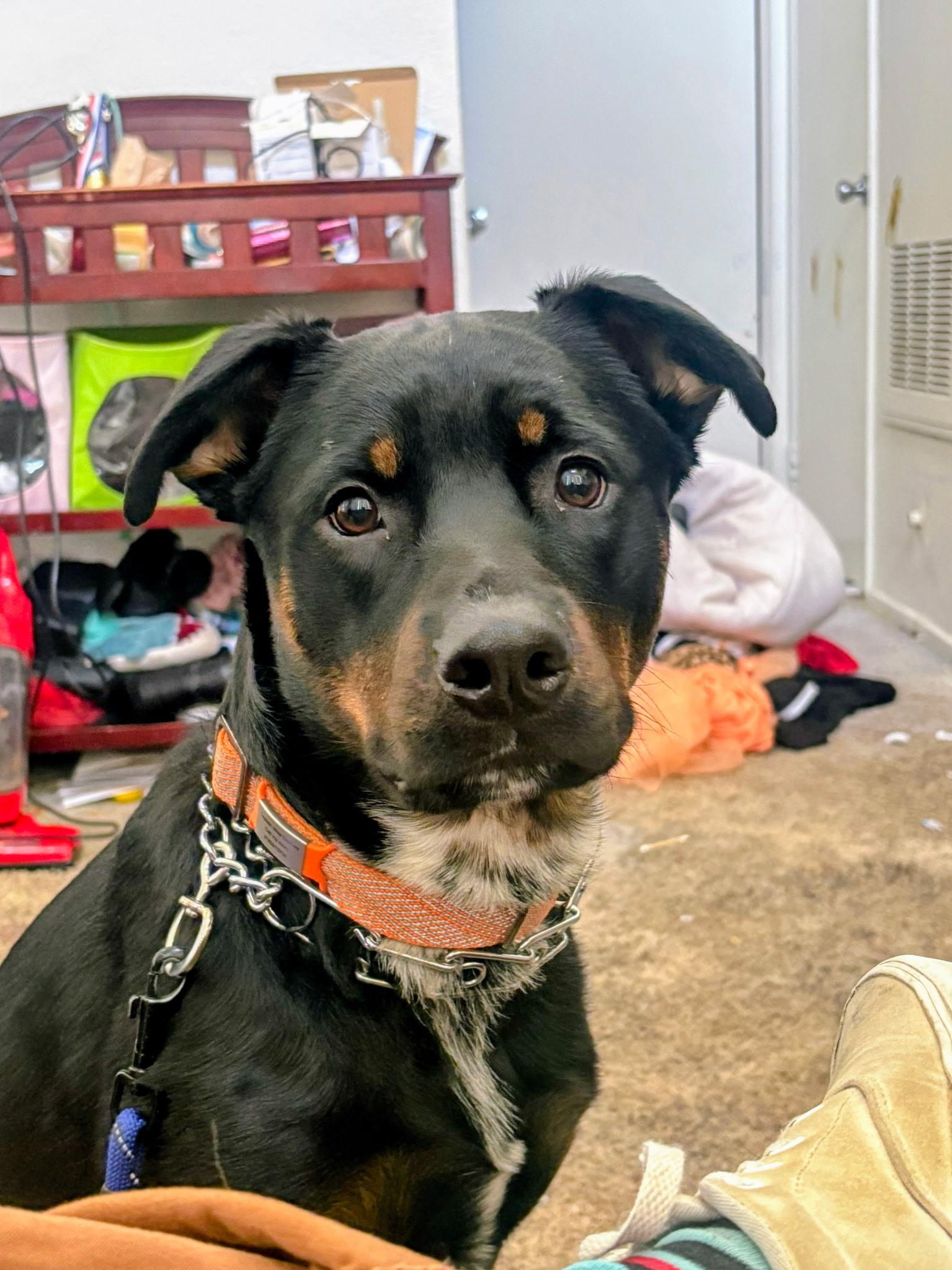 Enlarge Silas  Contact - Sylva, a Adoptable mixed breed in Sherman Oaks, CA image 1/2
