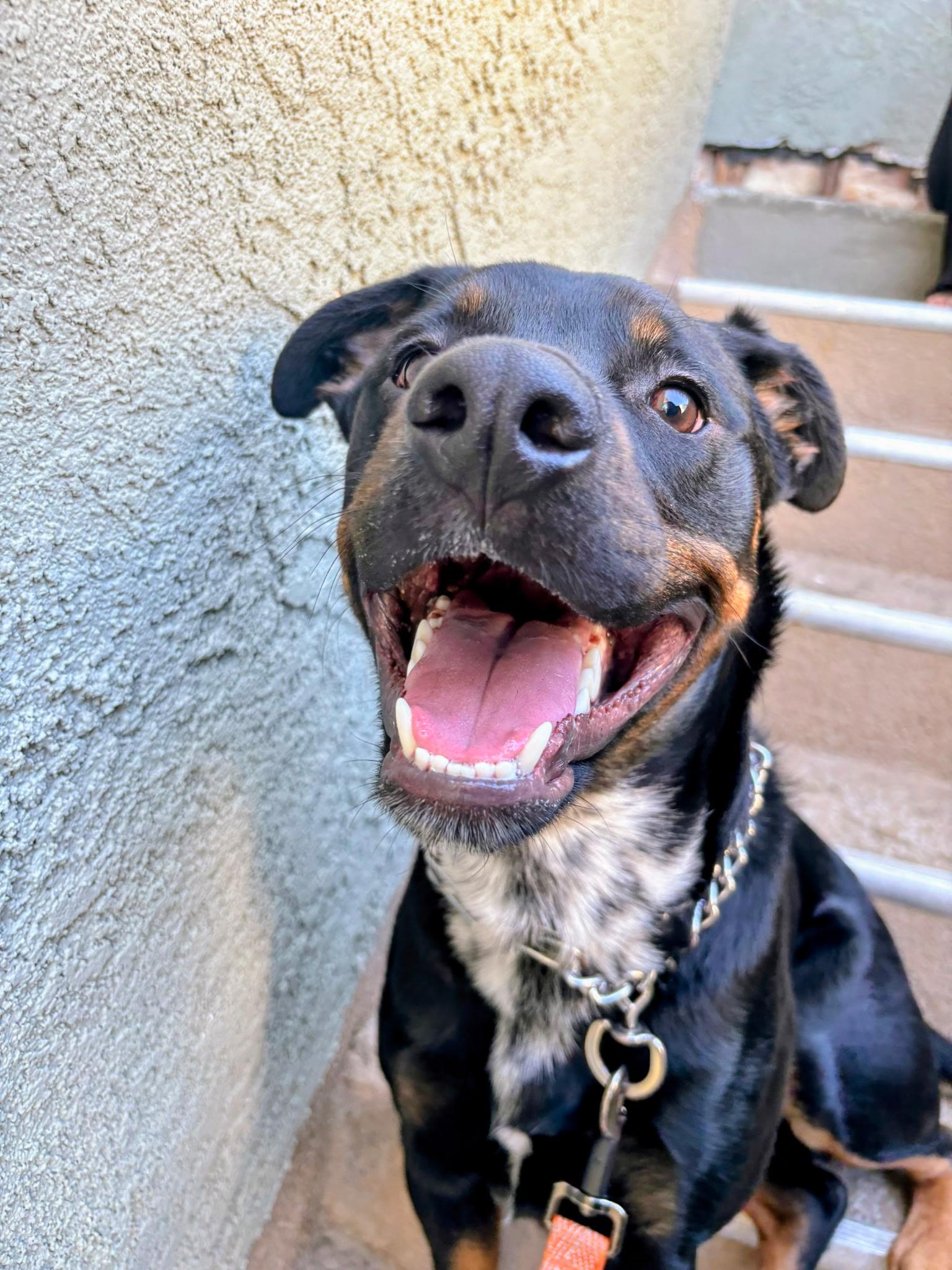 Enlarge Silas  Contact - Sylva, a Adoptable mixed breed in Sherman Oaks, CA image 2/2