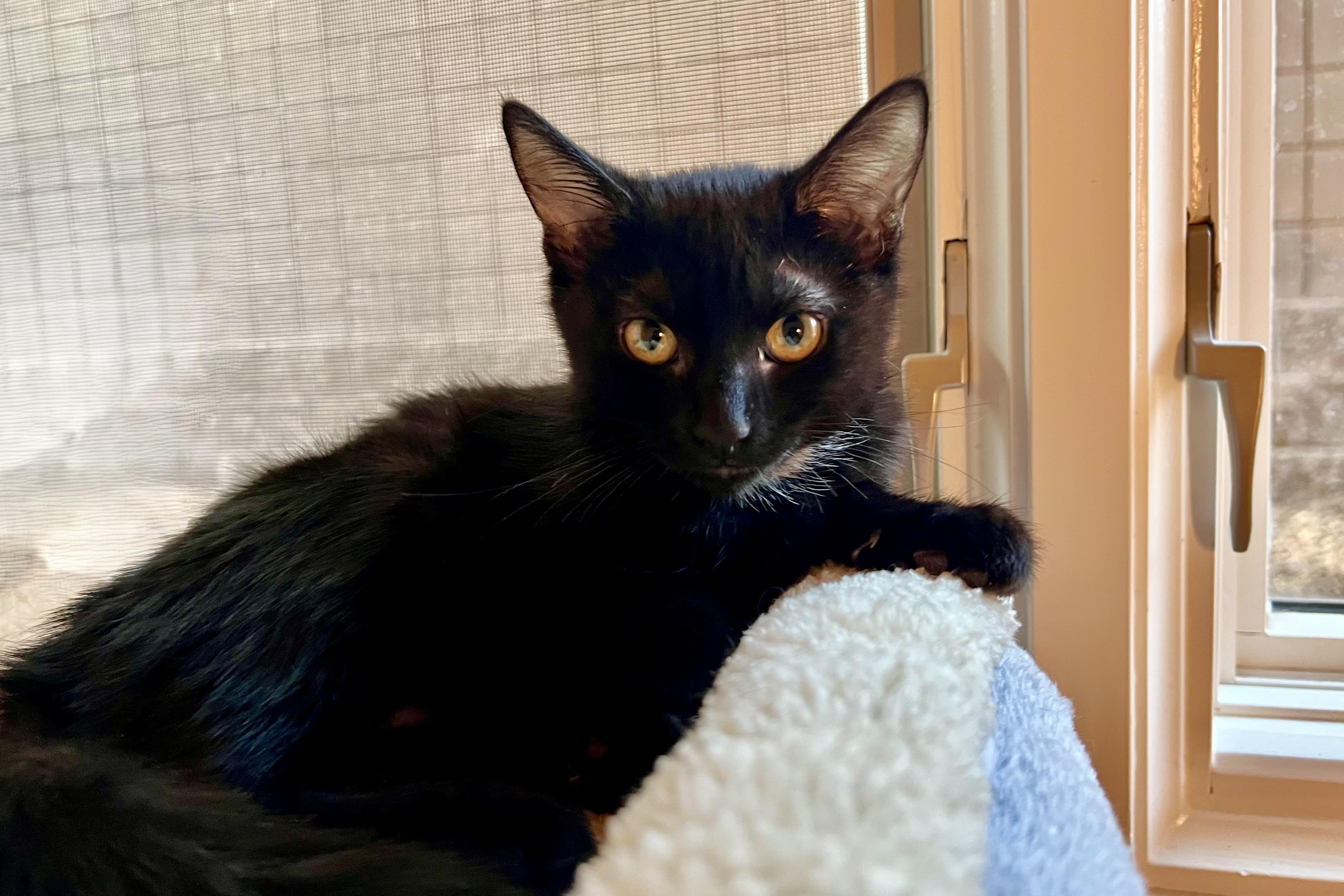 Enlarge Tilly, a ADOPTABLE Domestic Short Hair in Fountain Hills, AZ image 5/6